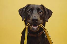 Stop Pulling: Dog Collars that Stop The Pull